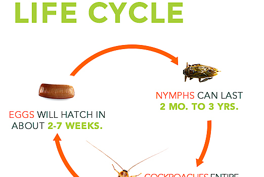 Life cycle of a Cockroach