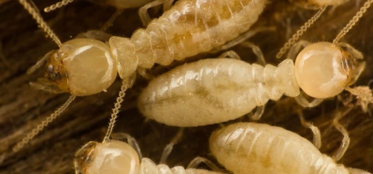 How To Get Rid of Termites